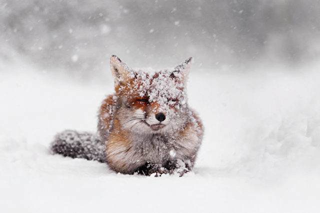 Red Fox Snow Storm